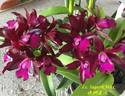Lc. Sagarik Wax